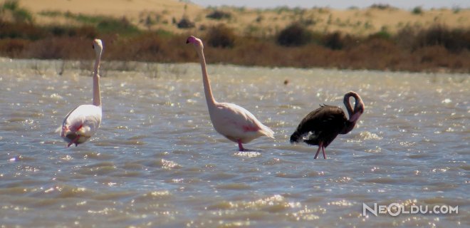 Siyah Flamingo Adana'da Görüntülendi