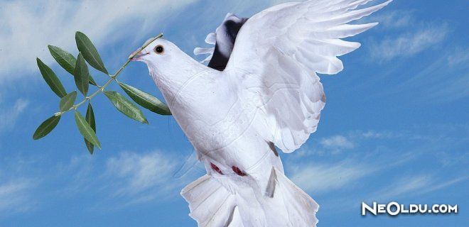 Zeytin Dalı ve Güvercin Neden Barışın Sembolü