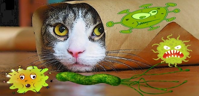 Kedilerde En Çok Görülen 16 Yaygın Hastalık!