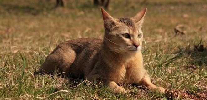 Chausie Kedisi Bakımı ve Özellikleri