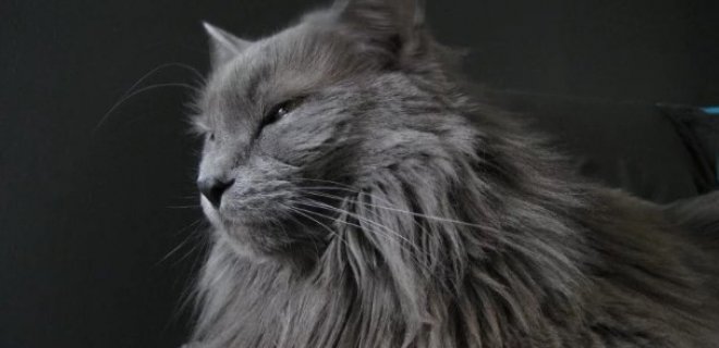 Nebelung Kedisi Bakımı ve Özellikleri                