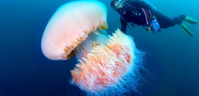 Denizanası Hakkında Bilinmeyen 10 Gerçek