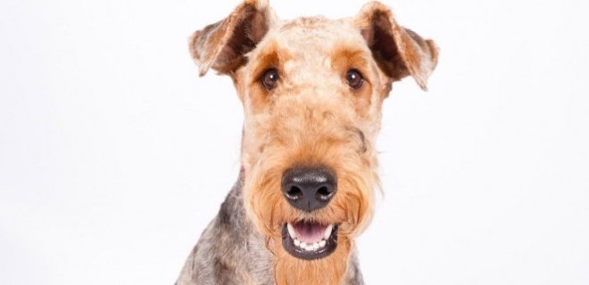 Airedale Terrier Köpeği Hakkında Bilmeniz Gereken 10 Şey
