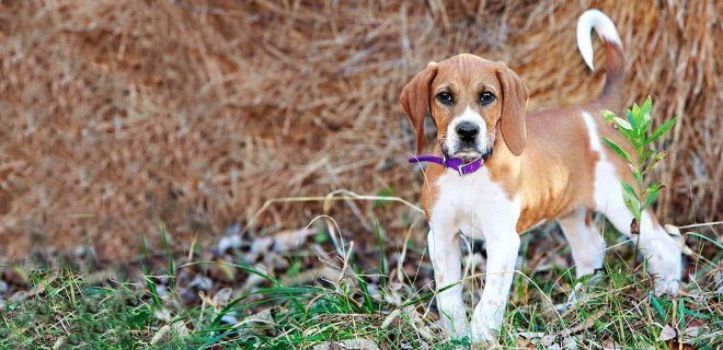 Amerikan Foxhound Köpeği Hakkında Bilmeniz Gereken 10 Şey