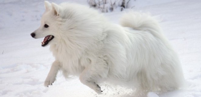 Amerikan Eskimo Köpeği Hakkında Bilmeniz Gereken 10 Şey