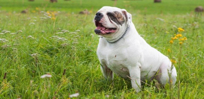 Amerikan Bulldog Cinsi Köpek Bakımı ve Özellikleri