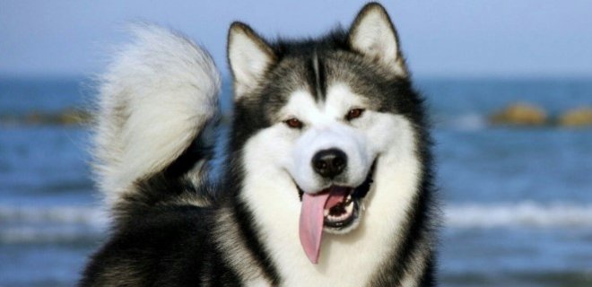 Alaska Kurdu Cinsi Köpek Bakımı ve Özellikleri