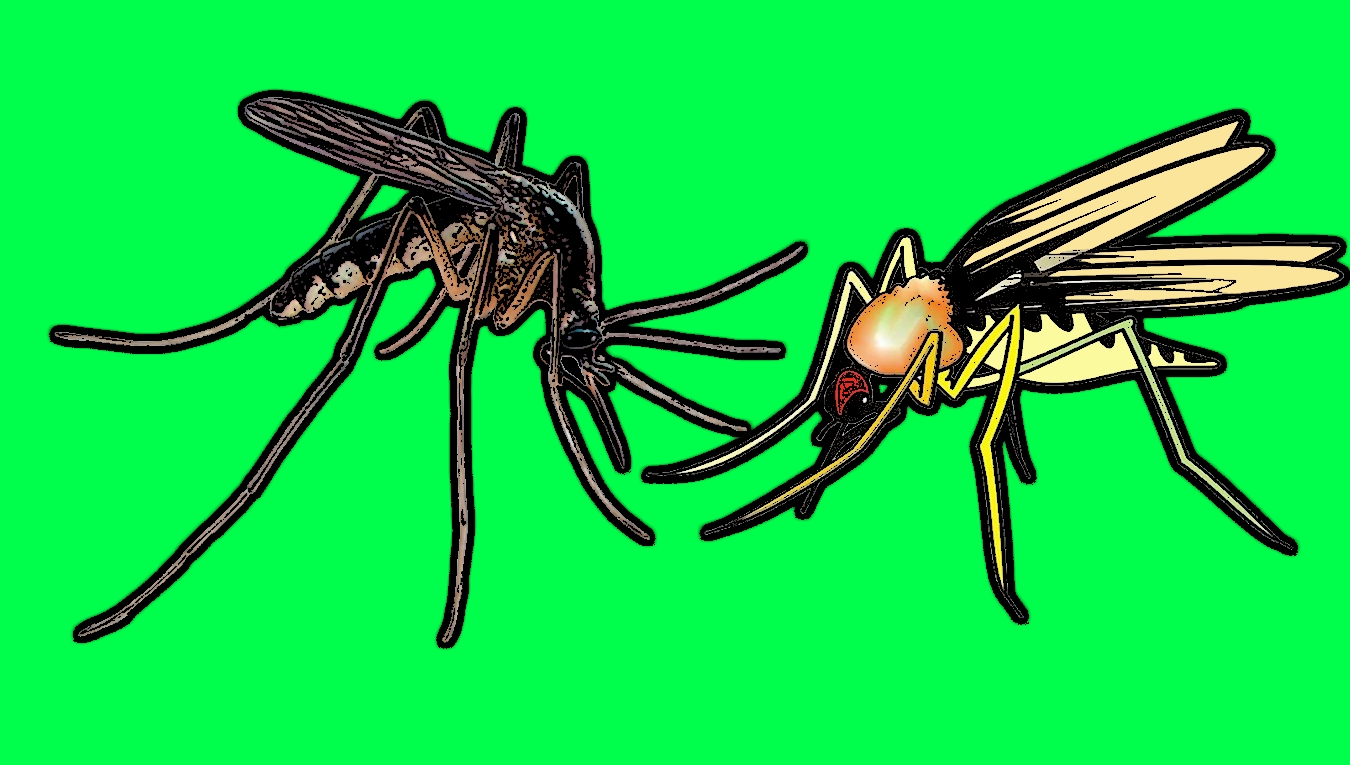 Tarihin En Büyük Katilleri: Sivrisinekler