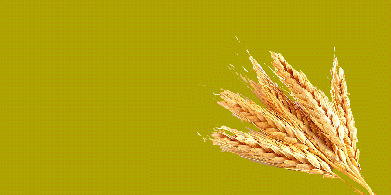Rüyada Buğday Görmek Ne Anlama Gelir?