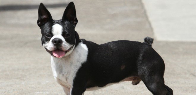 Boston Terrier Cinsi Köpek Bakımı ve Özellikleri