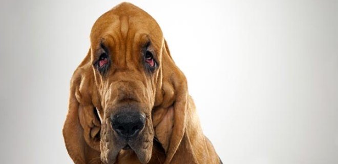 Bloodhound Cinsi Köpek Bakımı ve Özellikleri