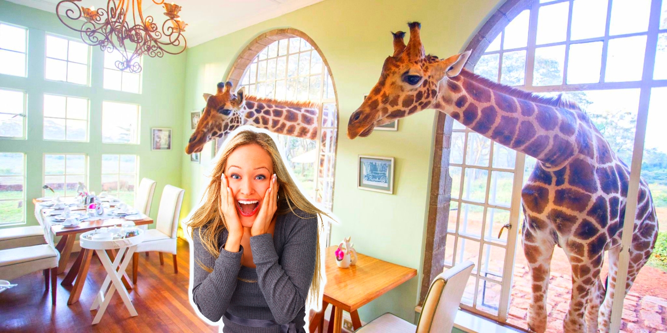 Nairobi Zürafa Oteli - Zürafalarla Uyanıp Birlikte Kahvaltı Yapmak