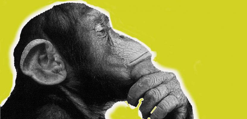 Maymunlar Hakkında Daha Önce Hiç Duymadığınız 20 İlginç Bilgi