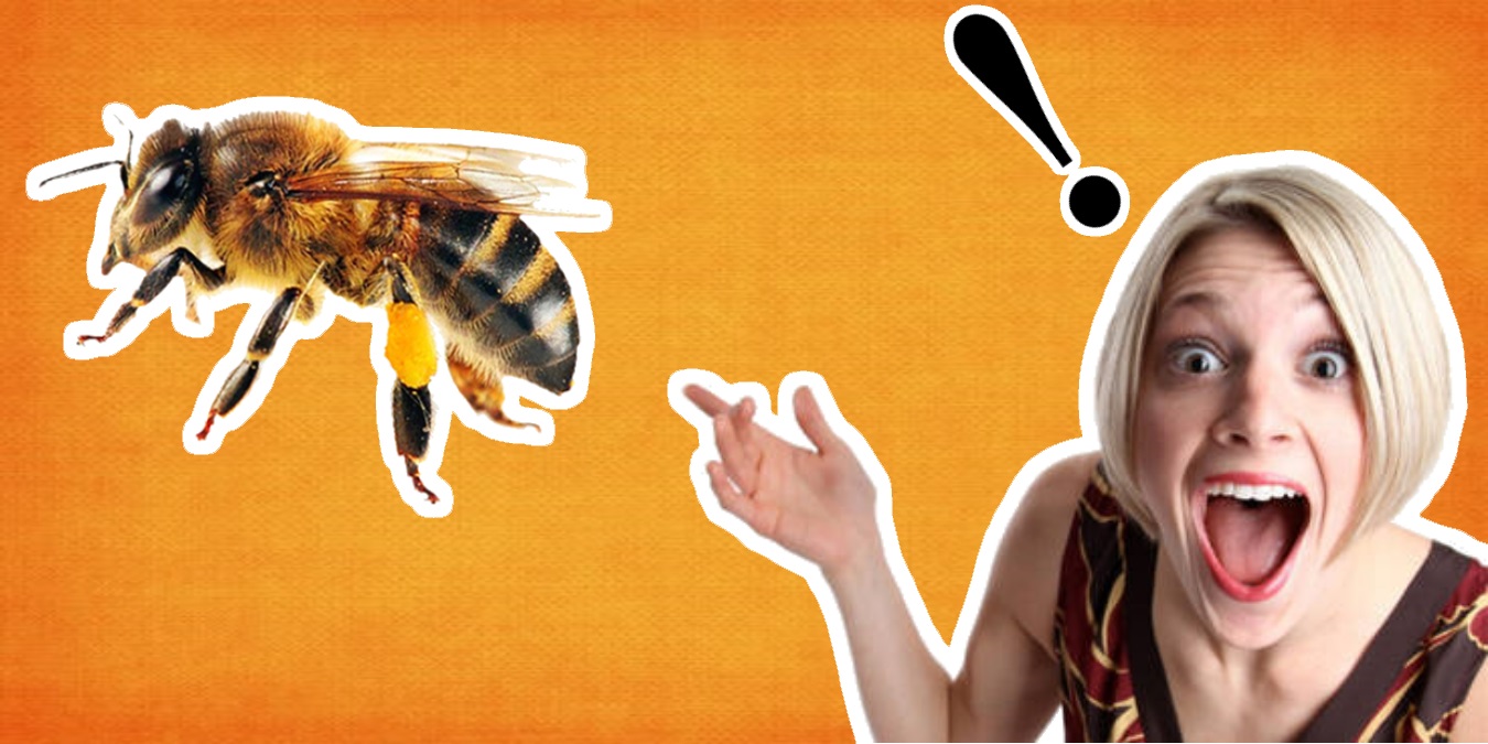 Arılar Hakkında Hayrete Düşeceğiniz 15 İnanılmaz Bilgi!