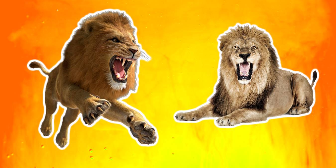 Ormanların Kralı Aslanlar Hakkında 20 Şaşırtıcı Bilgi!
