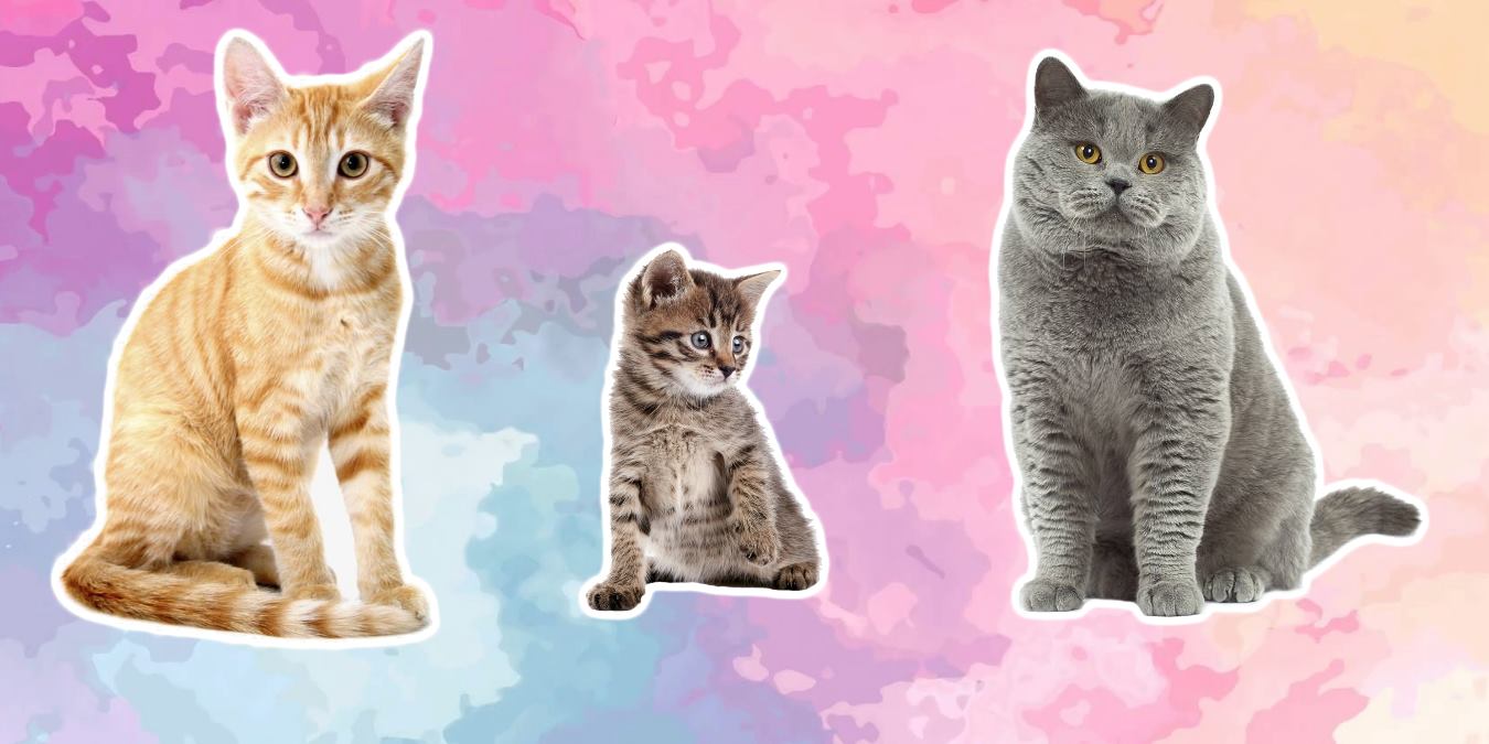 Şirin Dostlarımız Kediler Hakkında 25 İlginç Bilgi!