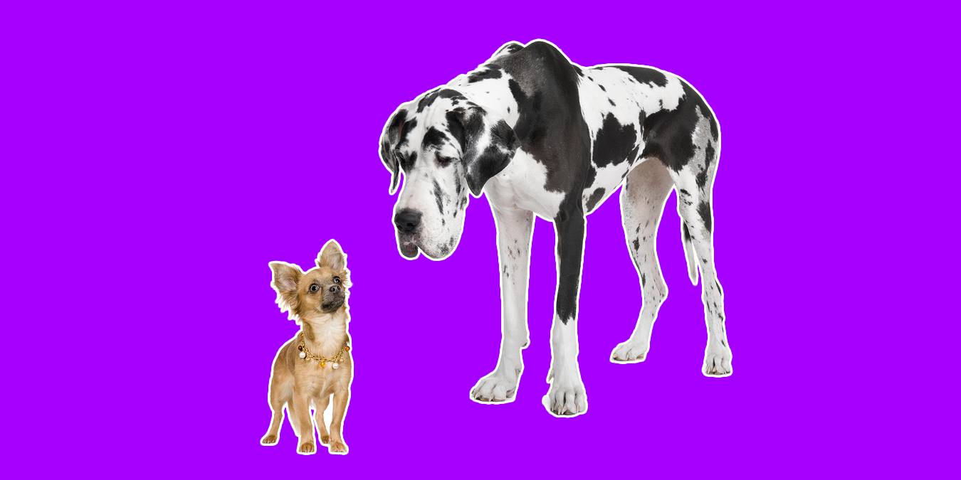 Rüyada Büyük Köpek: Hayırlı Anlamlar ve Uyarıcı Tabirler