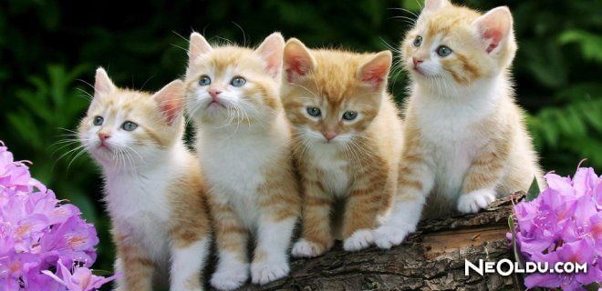Kedi Videoları İzlemek Sağlığınıza Faydalı
