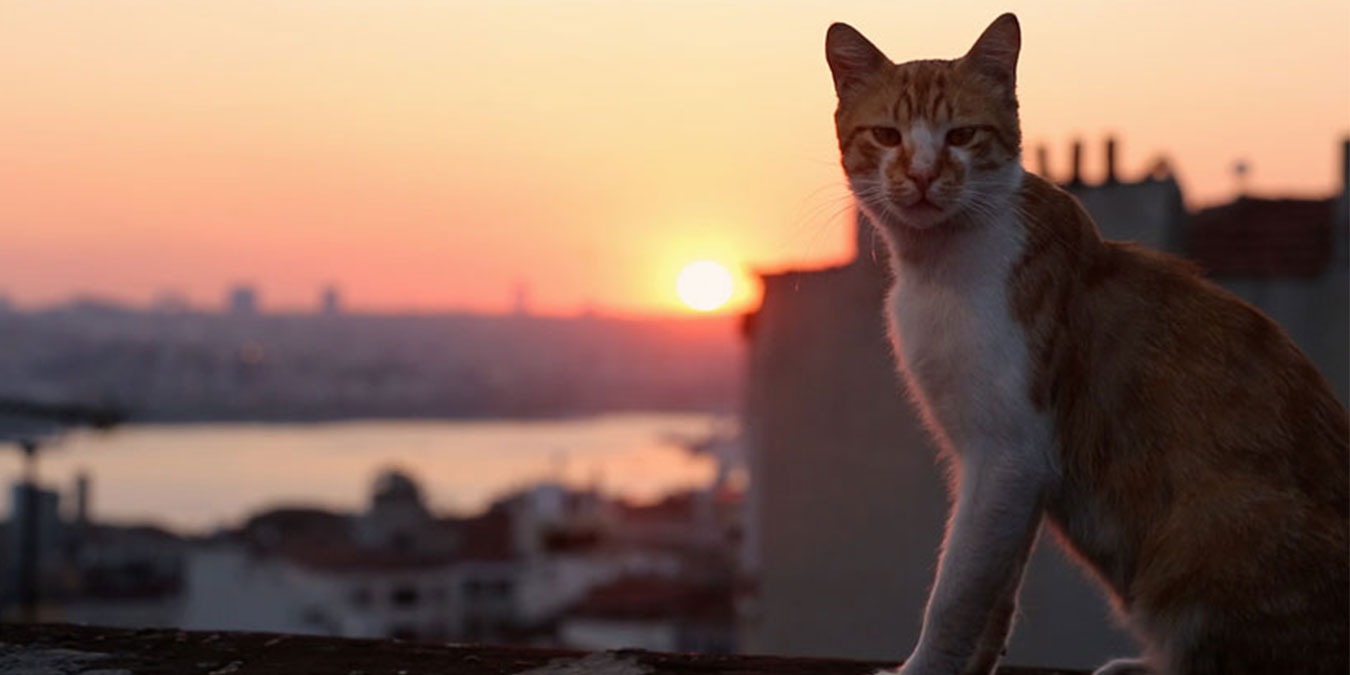 Kedilerin Kökeni Neresidir? Araştırmalara Göre Kedilerin Kökeni Türkiye!
