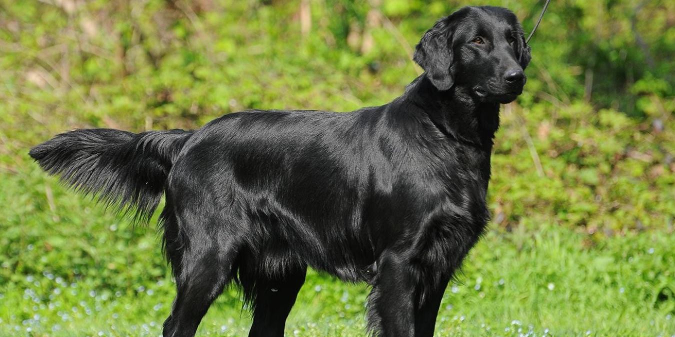 Rüyada Kara Köpek Görmek Ne Anlama Gelir?