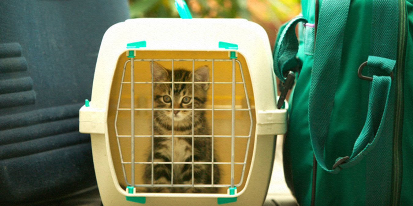 Küçük Dostunuz Her Daim Güvende! En İyi Kedi Taşıma Çantası Modelleri