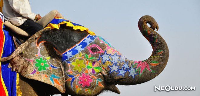 Fil Festivali (Thrissur Pooram Elephant Festival)