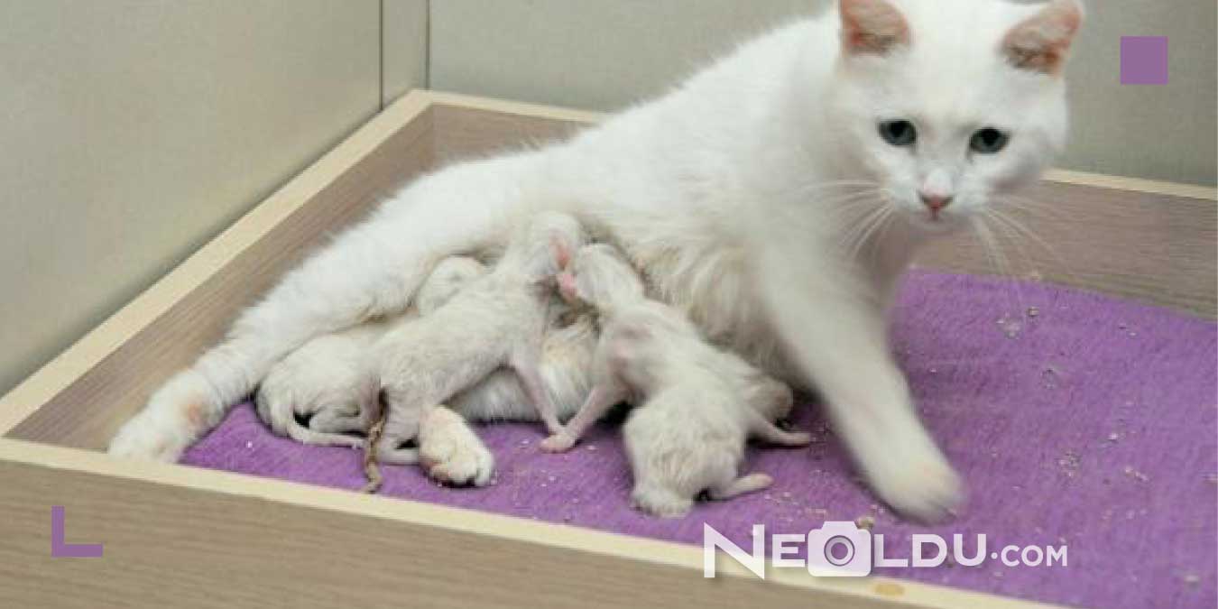 Hamile ve Emziren Kediler İçin En İyi 5 Yavru ve Yetişkin Kedi Maması