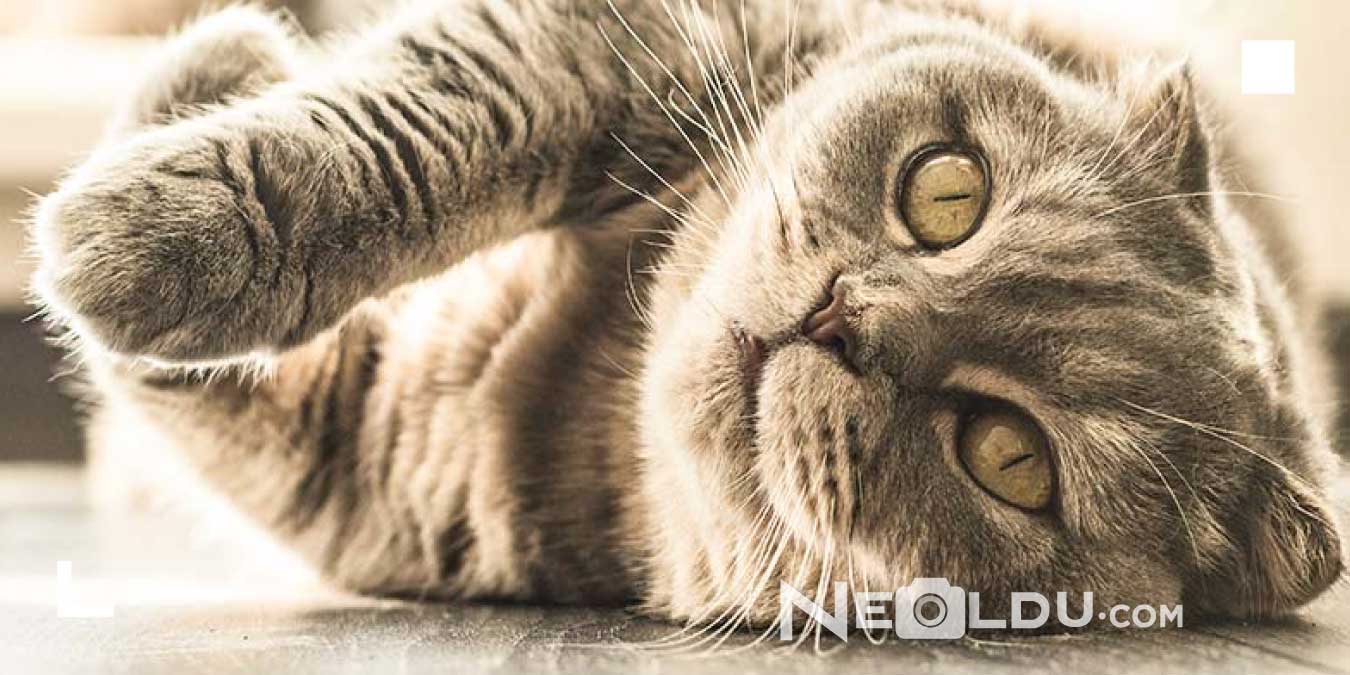 Kilo Problemi Olan Kediler İçin En İyi 5 Diyet Kedi Maması