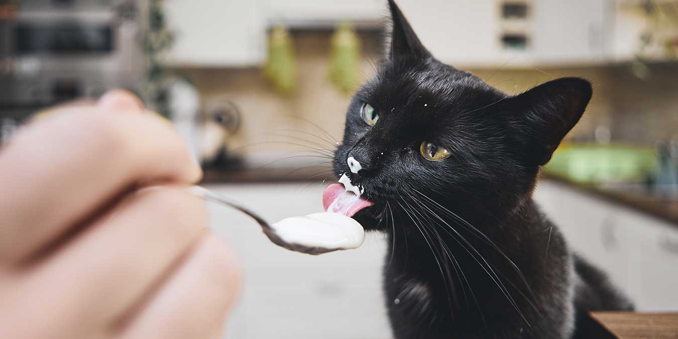 Kediler Yogurt Yer Mi