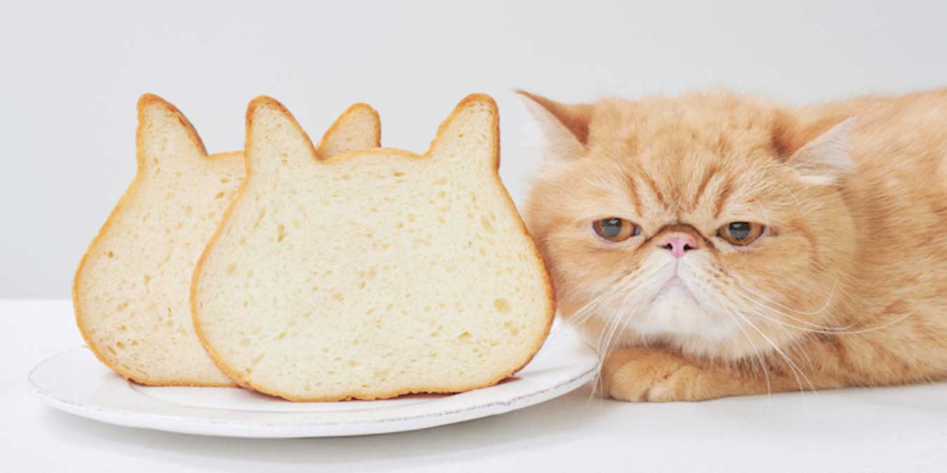 Kediler Ekmek Yer mi?