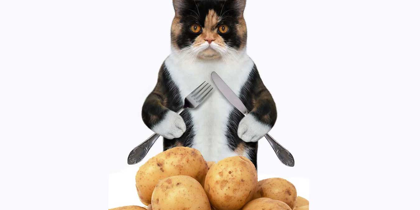 kediler patates yer mi