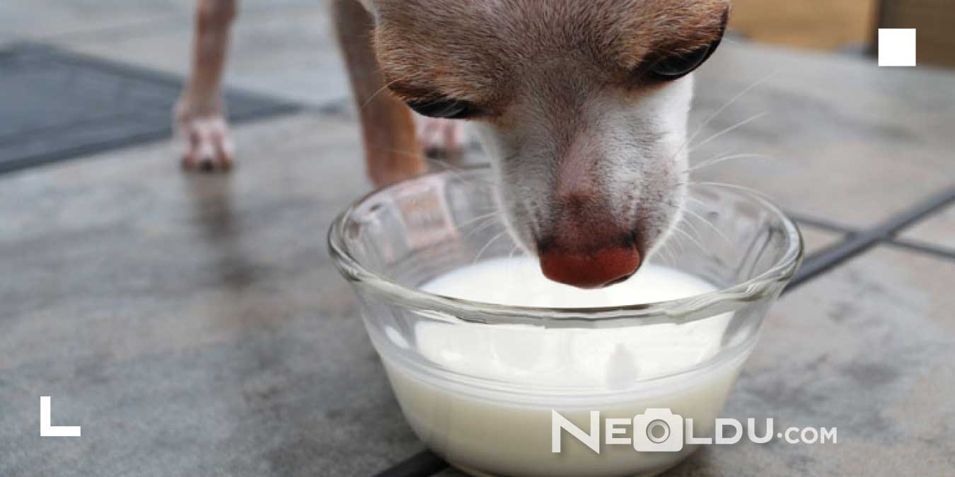 Можно собакам сметану. Собачье молоко. Собака пьет молоко. Собачье молоко для щенят.