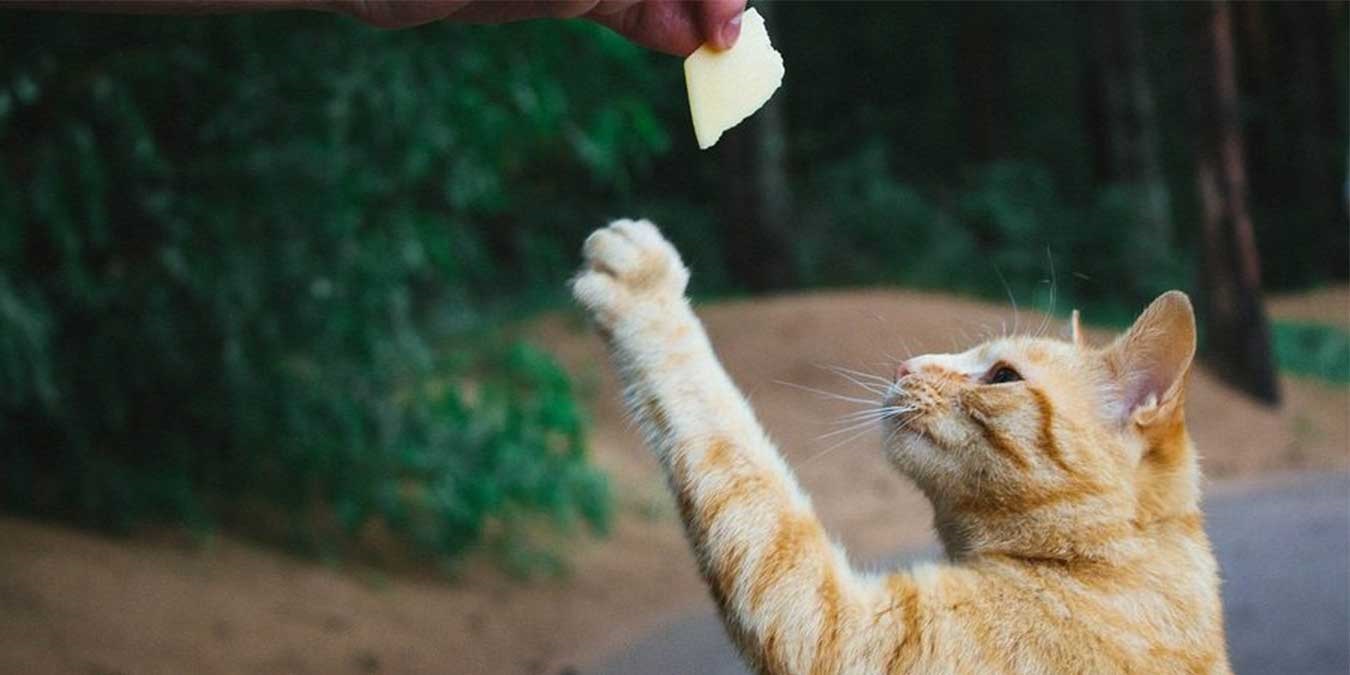 Kediler Peynir Yer Mi