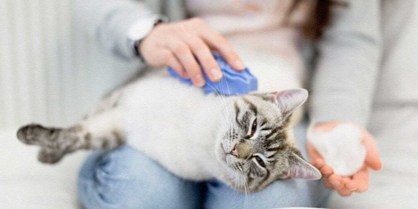 Kedi Tüy Bakımı Nasıl Yapılır? En İyi 5 Kedi Tarağı ve Fırçası