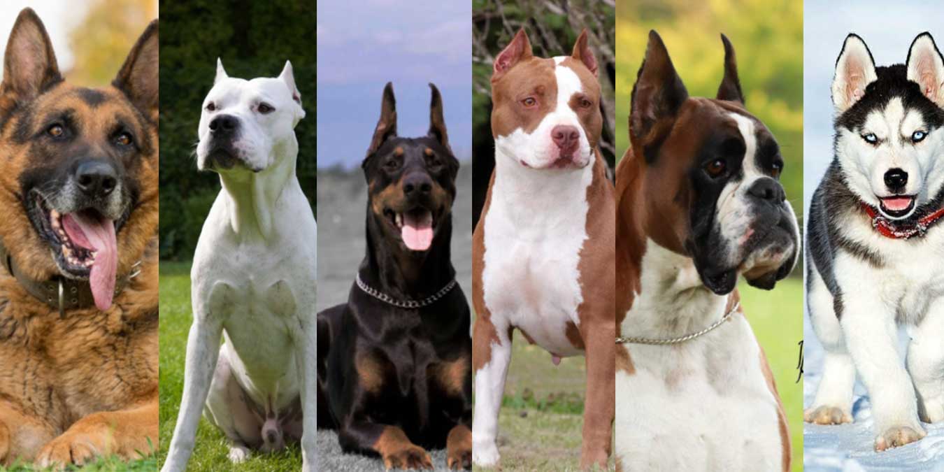 Vertrouwen op martelen Omzet En Vahşi Köpek Türleri - Dünya'nın En Tehlikeli 12 Köpeği!