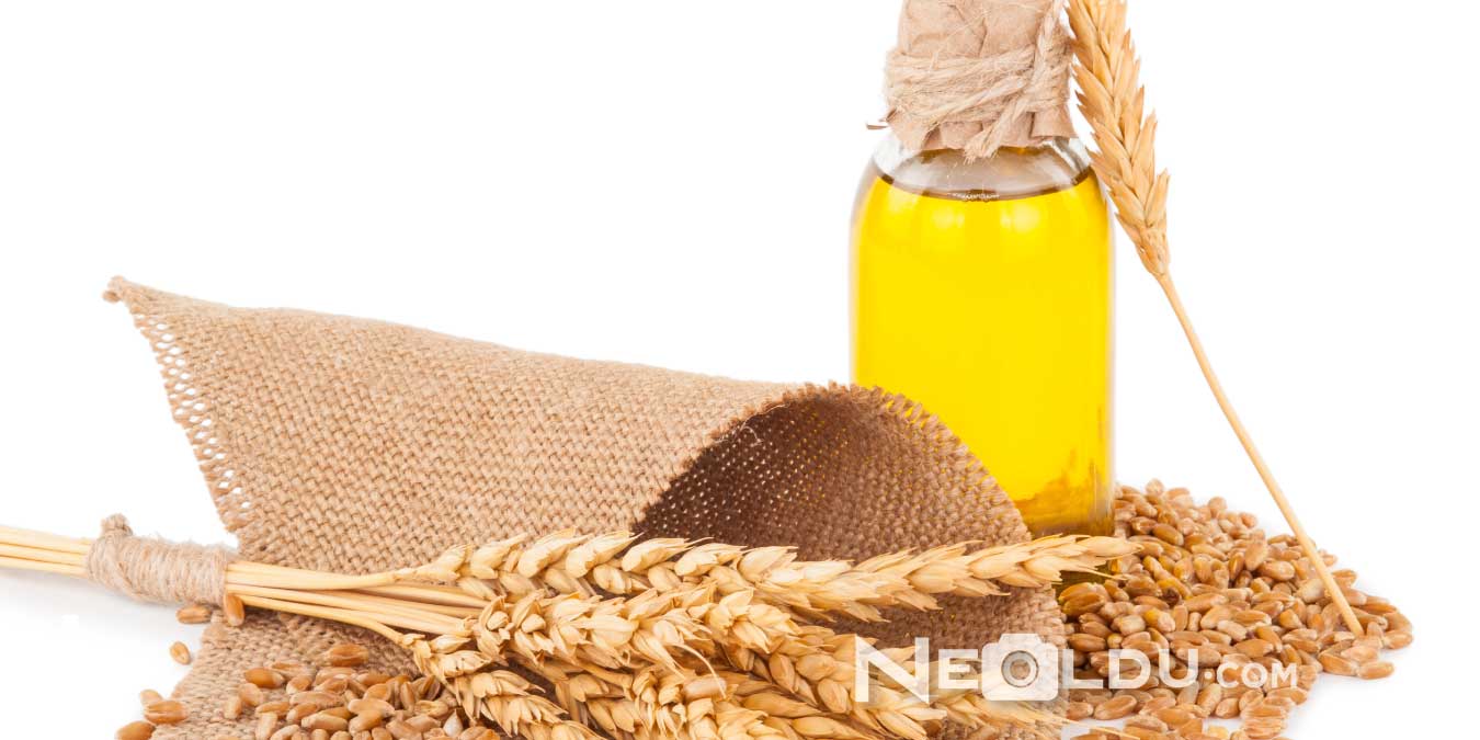Buğday Özü Yağının Saça Faydaları ve Kullanımı