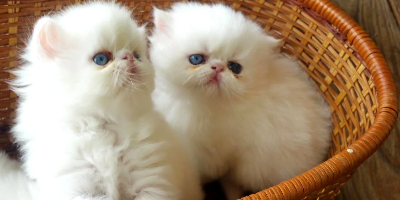 İlk Kez Yavru Kedi Bakacaklara Tavsiyeler