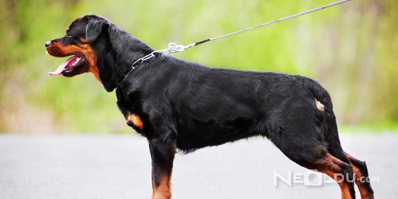 Rottweiler Cinsi Köpek Bakımı ve Özellikleri