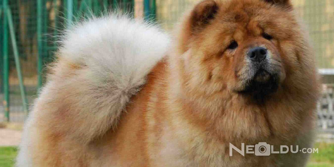 Çin Aslanı (Chow Chow) Cinsi Köpek Bakımı ve Özellikleri