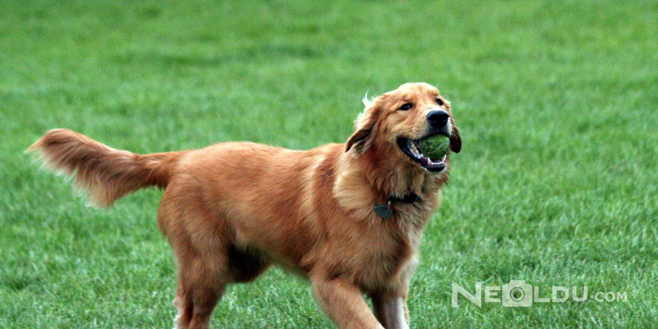Golden Retriever Cinsi Köpek Bakımı ve Özellikleri