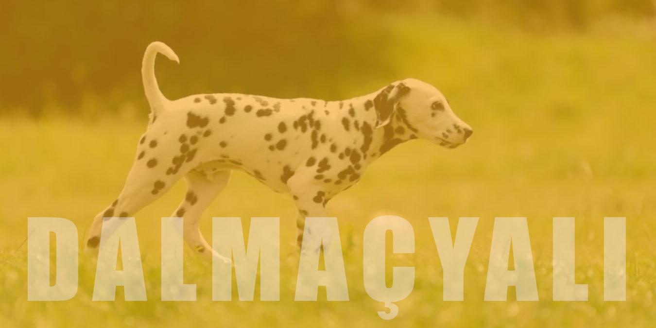 Dalmaçyalı (Dalmatian) Cinsi Köpek Bakımı ve Özellikleri