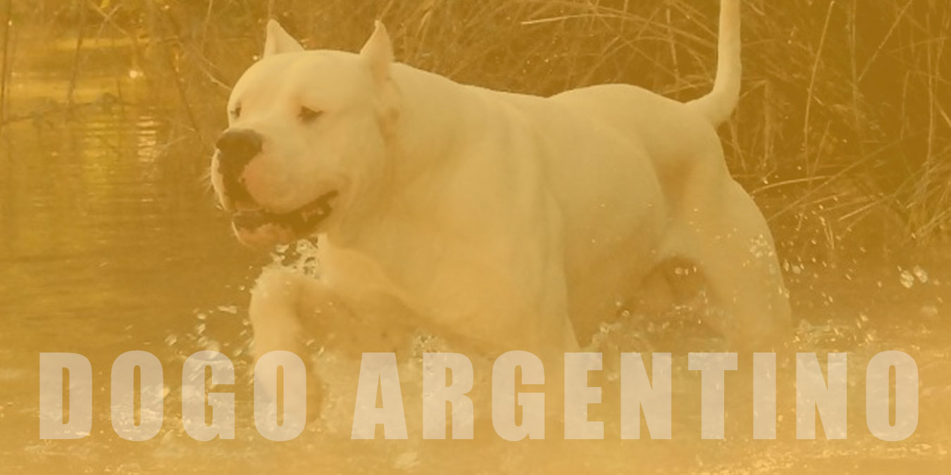 Dogo Argentino Köpek Cinsi Hakkında 10 Bilgi