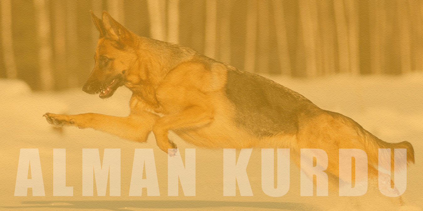 Alman Kurdu (K9) Cinsi Köpek Bakımı ve Özellikleri