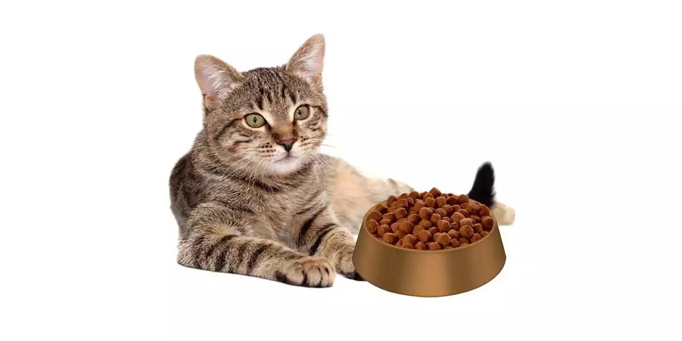 Düşük Kaloriye Sahip En İyi 5 Kısırlaştırılmış Kedi Maması