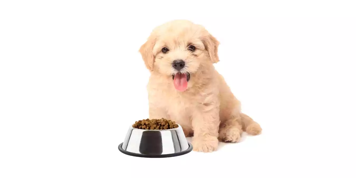 Dengeli Bir Beslenme İçin En İyi 10 Yavru Köpek Maması Öneri
