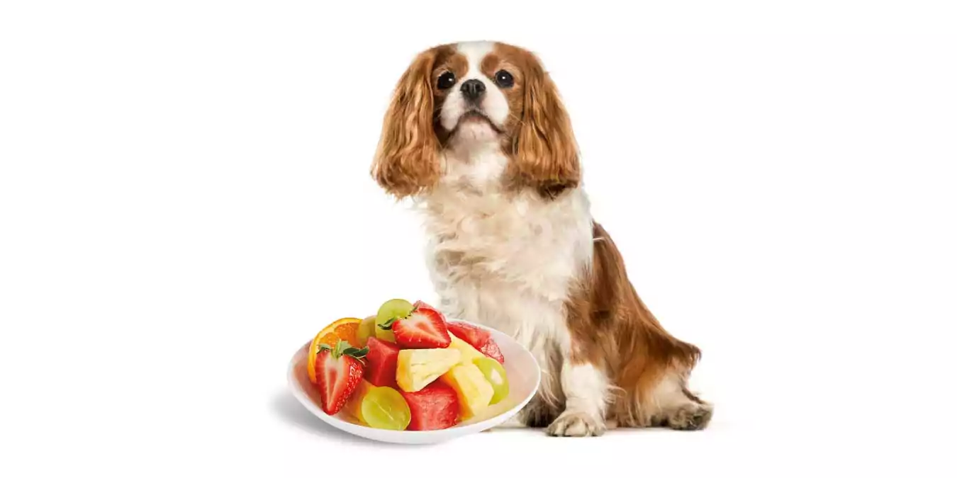 Vitamin Deposu 2024'ün En İyi 5 Meyveli Köpek Maması