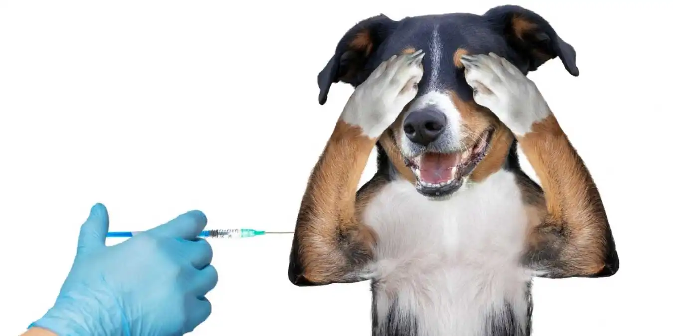 Süs Köpeklerinde Aşı Takvimi