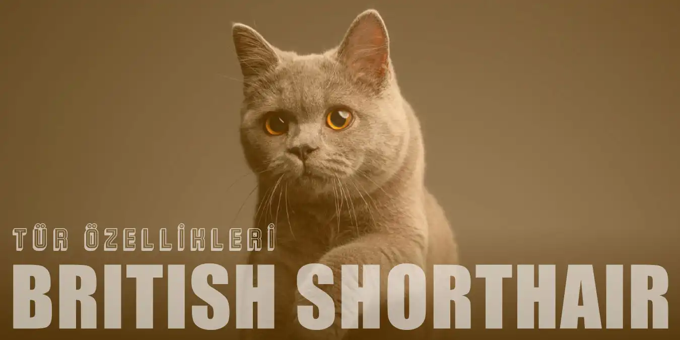 British Shorthair Özellikleri ve Bakımı