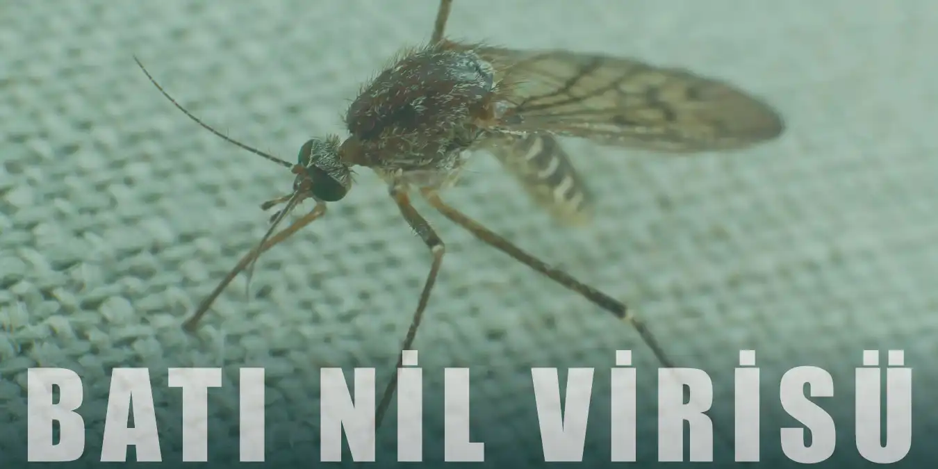 Batı Nil Virüsü Nedir, Belirtileri ve Tedavisi Nelerdir?