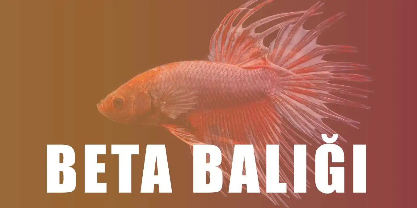Beta Balığı Bakımı Nasıl Yapılır? Özellikleri Hakkında Bilgi